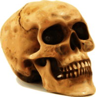Photorealistic Skull