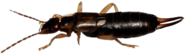 Earwig Horizontal