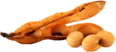 Soy Beans and Pod