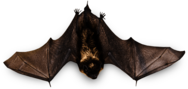 Small Bat Flying