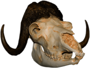 Musk Ox Skull