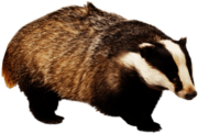 Badger With Front Paw Up