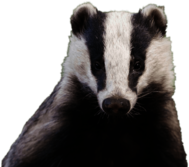 Badger Head