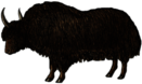 Yak Illustration