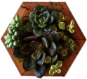 Succulents on Wooden Base