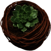 Succulent Nest