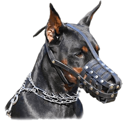 Dobermann Wearing Muzzle