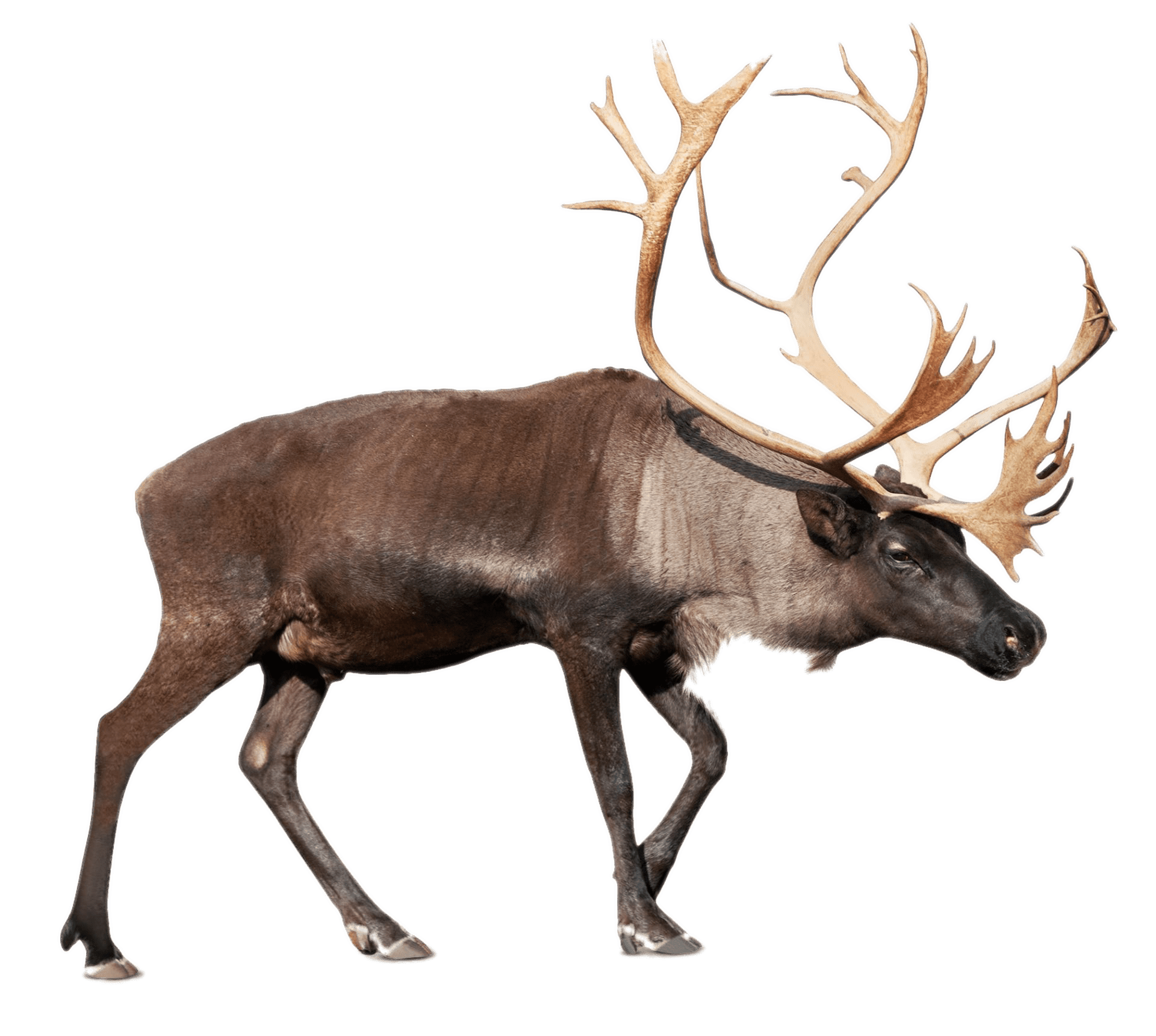 Large Reindeer (Caribou)