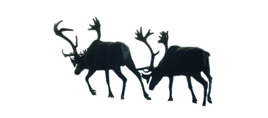 Two Walking Reindeer (Caribou)