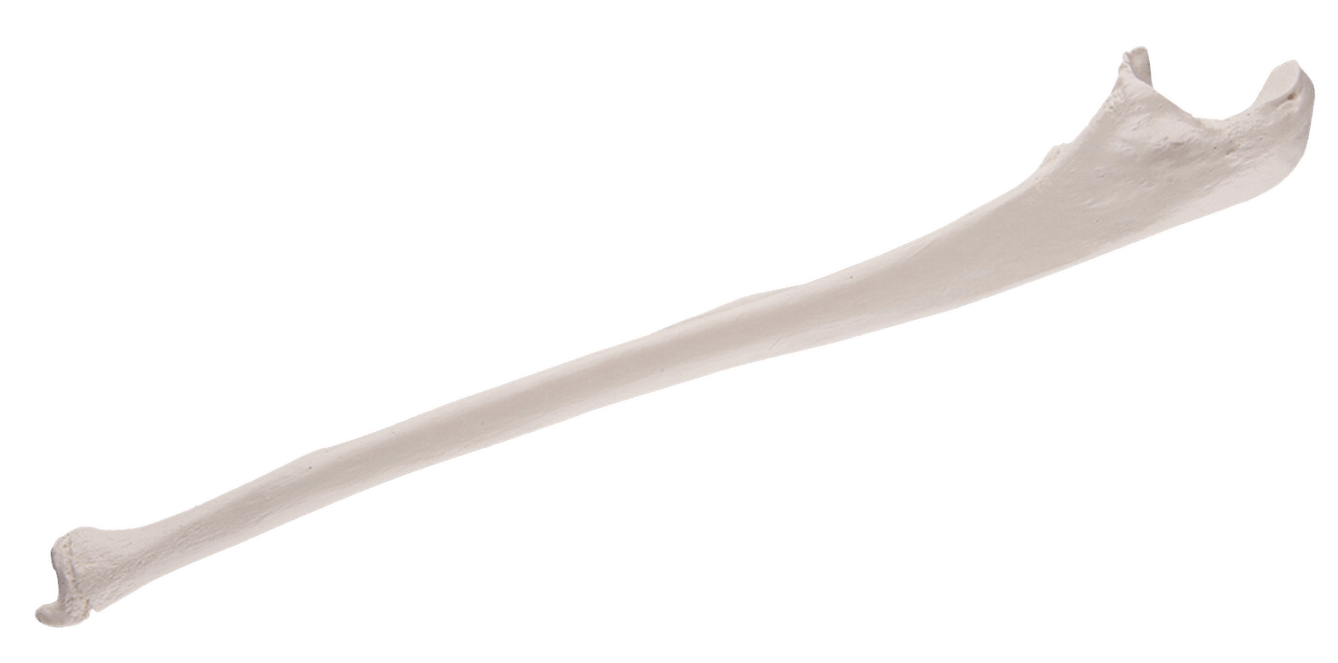 Replica Human Ulna Bone