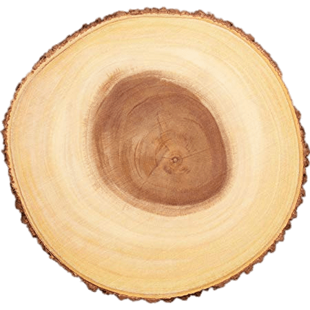 Cross Section Of Tree Trunk