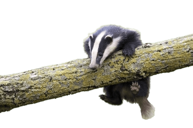 Young Badger Climbing on Log