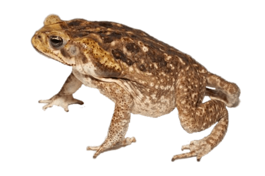 Toad Side View