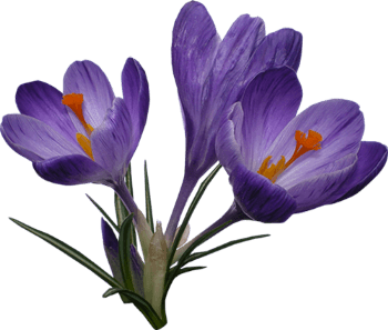 Crocus Trio