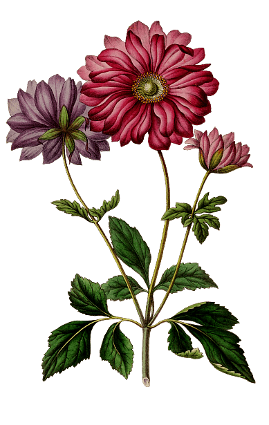 Vintage Anemone Flower Bouquet