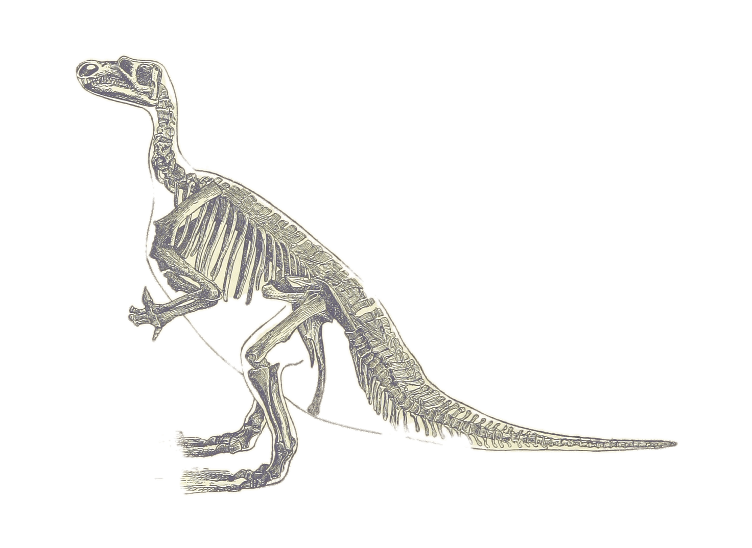 Iguanodon Dinosaur Skeleton