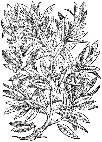 Evergreen Holly Illustration