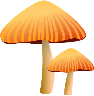 Orange Mushrooms