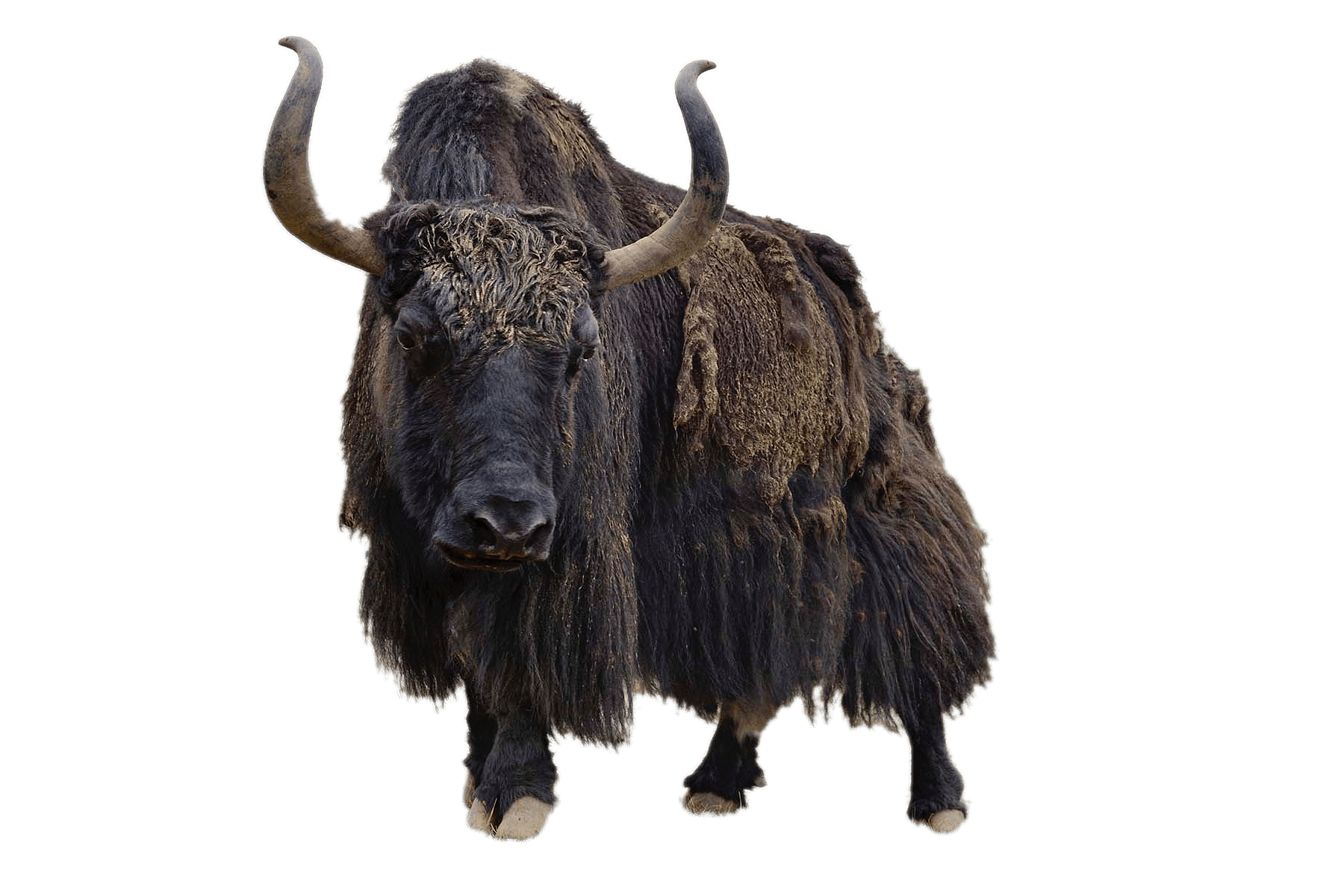 Yak Front View
