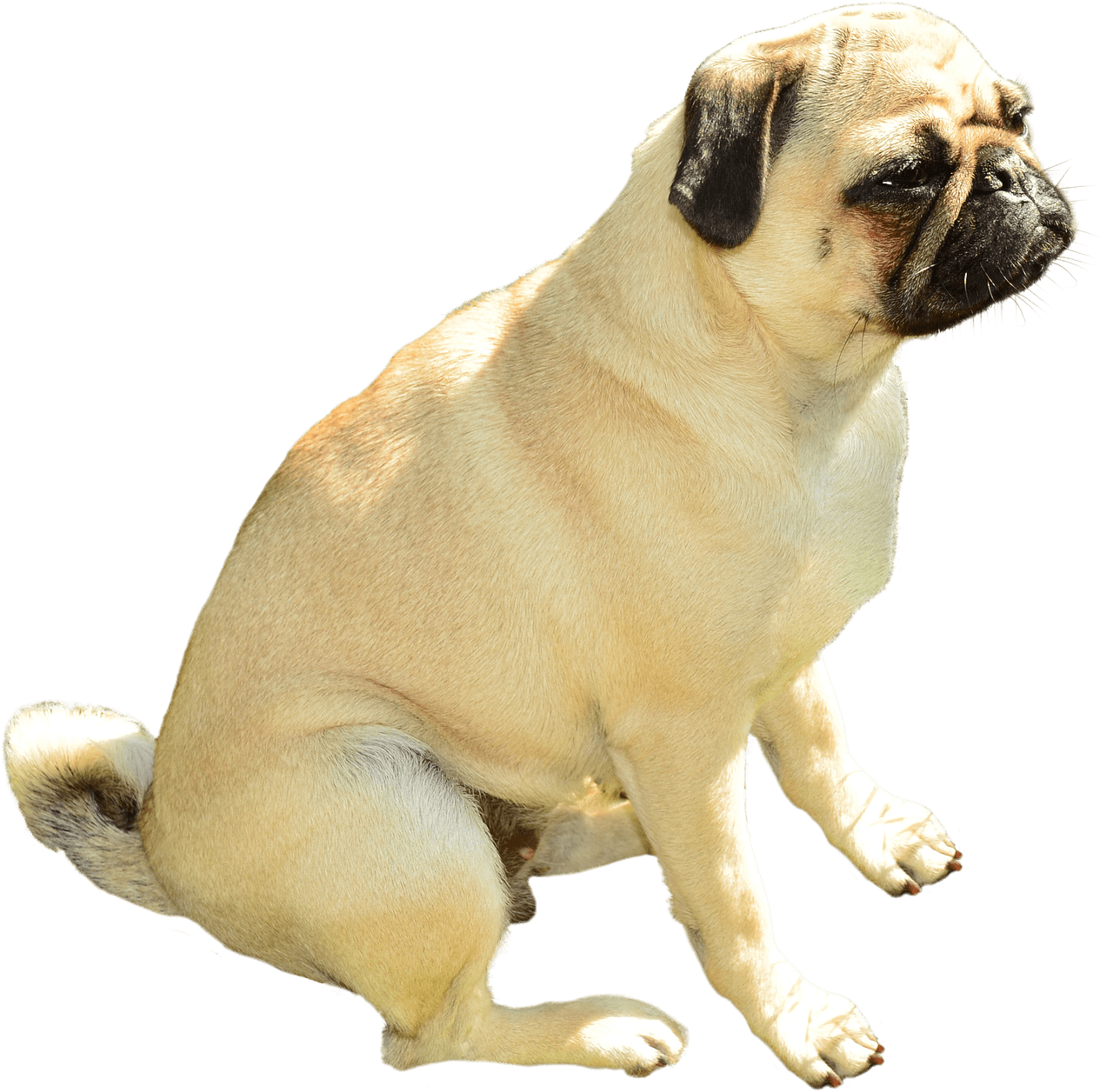 Pug