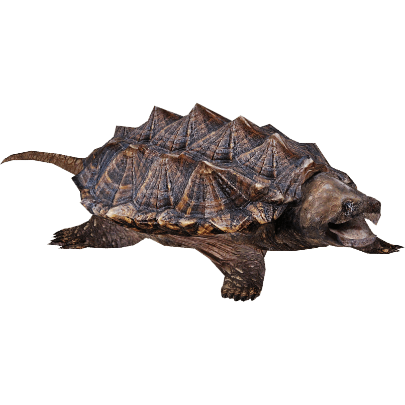 Snapping Turtle