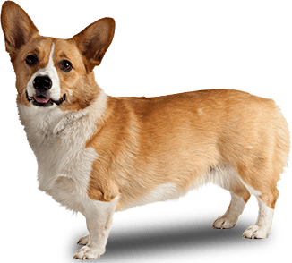 Corgi Dog Side View