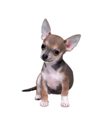 Chihuahua Small