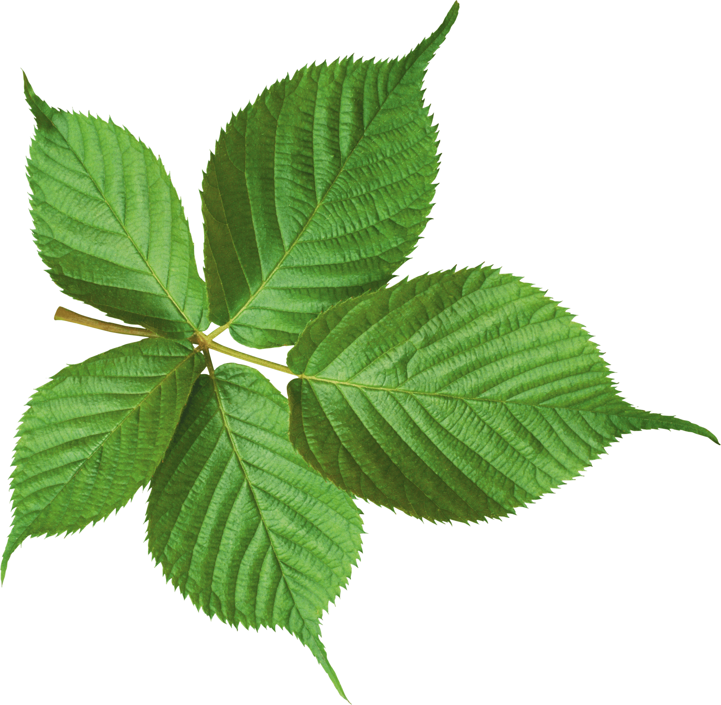 Large Green Leaf