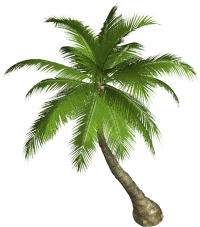 Side Palm Tree