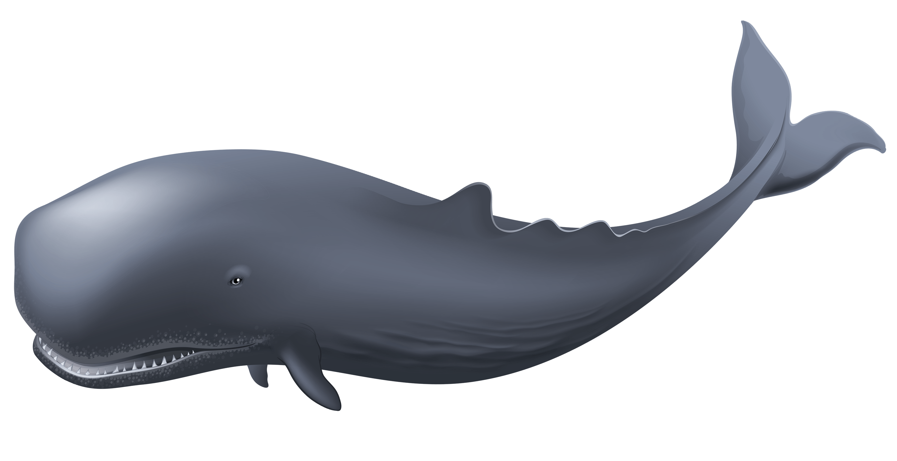 Whale Clipart