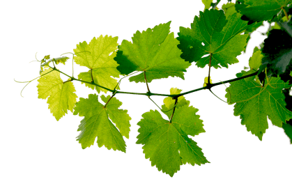 Grapevine Leaves