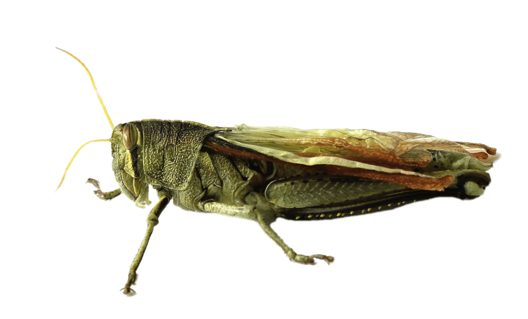 Grasshopper