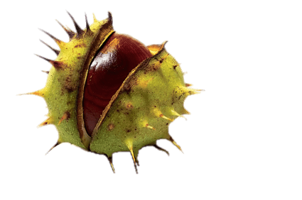 Horse Chestnut