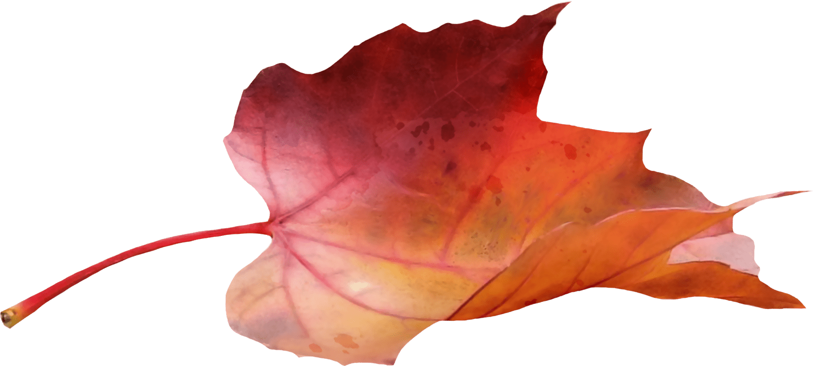 Maple Leaf Side View