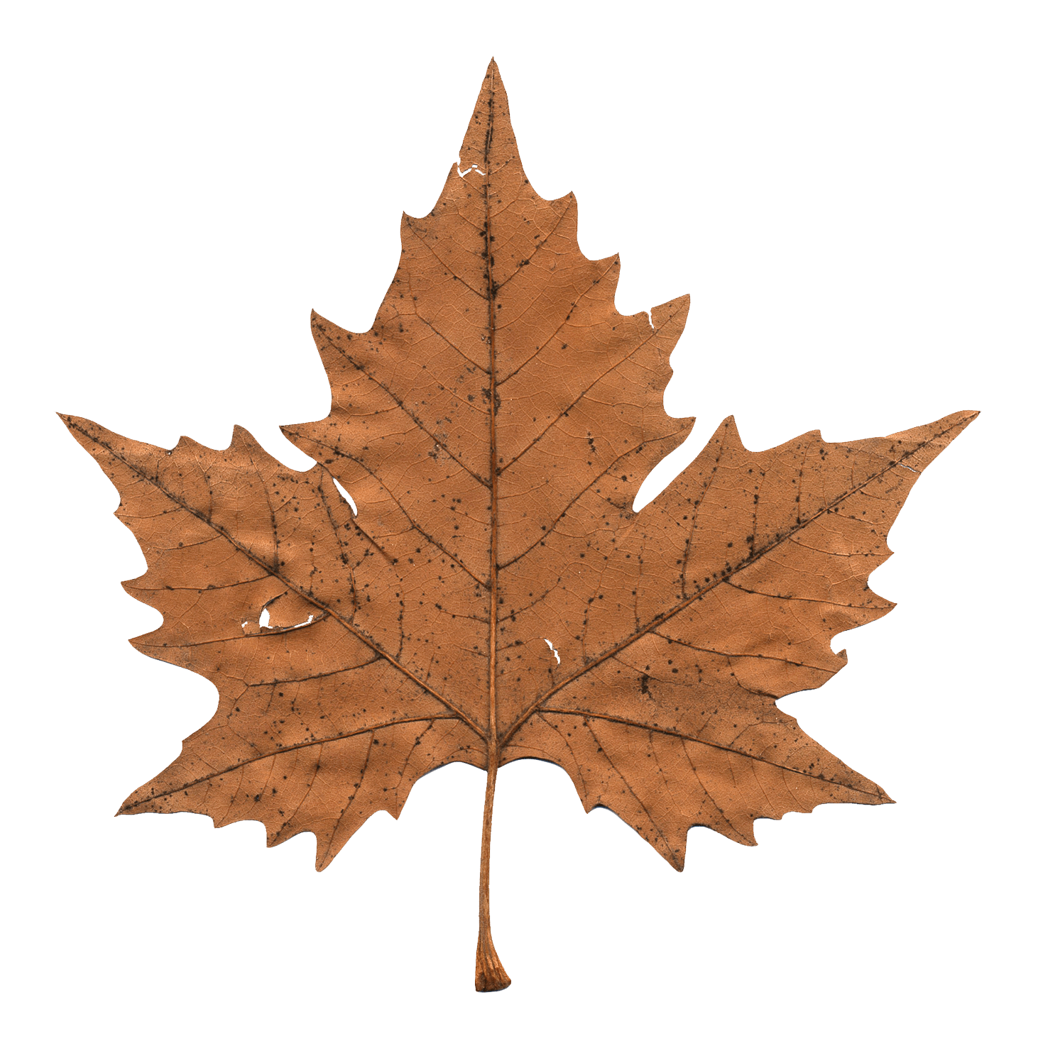 Faded Maple Leaf