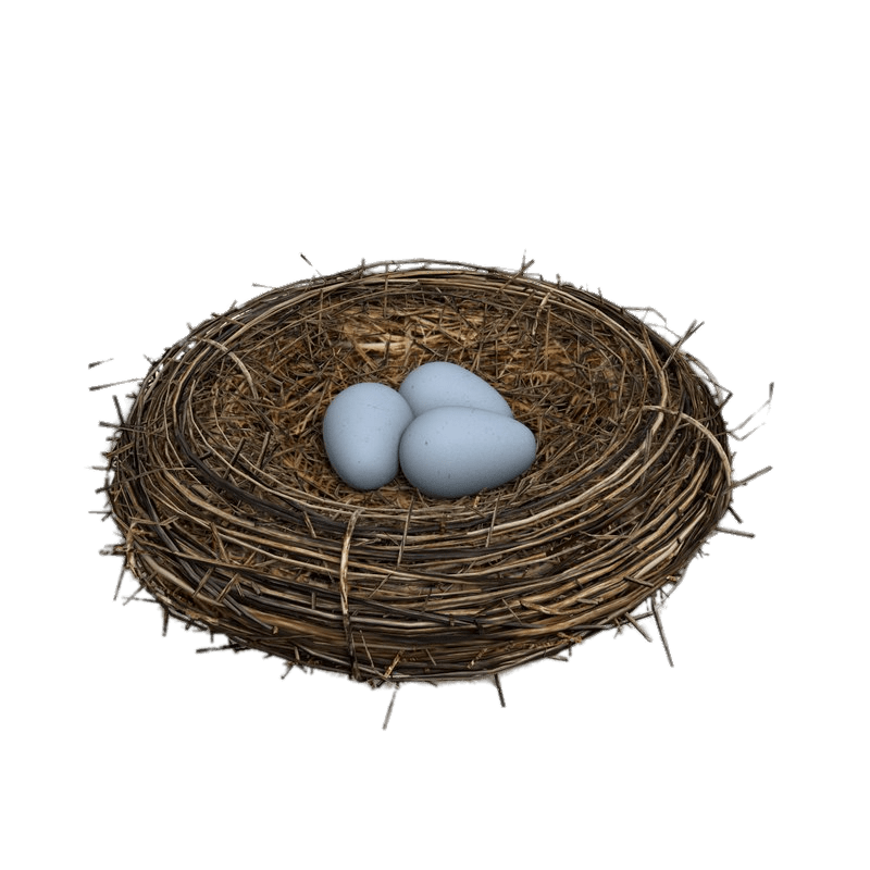Eggs In Bird Nest