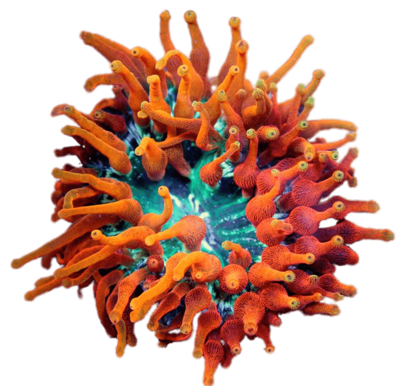 Inferno Bubble Tip Anemone
