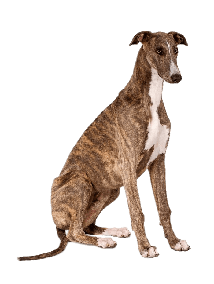 Greyhound Sitting