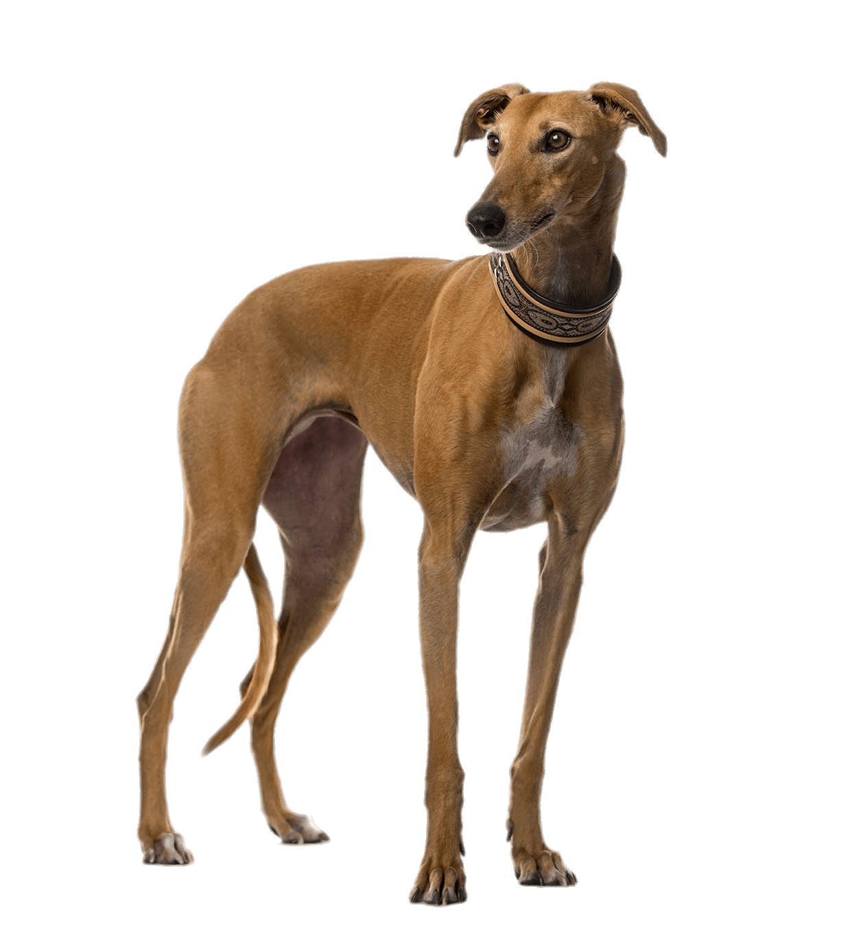 Brown Greyhound