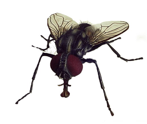 Fly Close Up