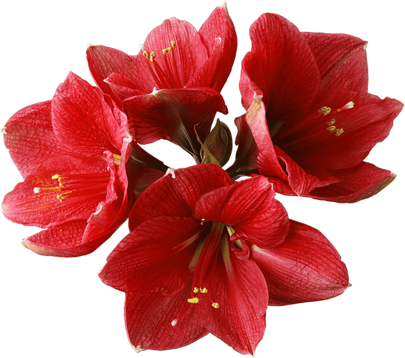 Red Orchids