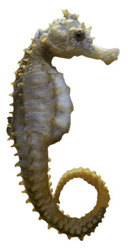 Seahorse Sideview