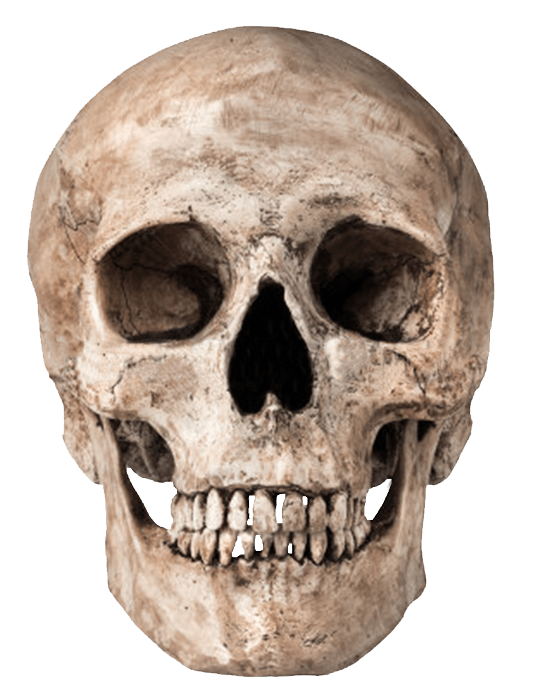 Human Skull