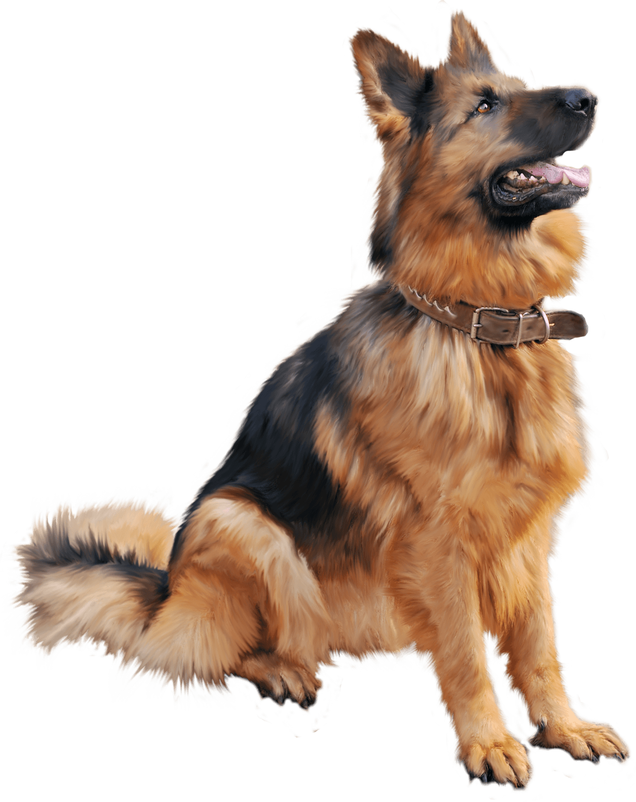 Large German Shepherd