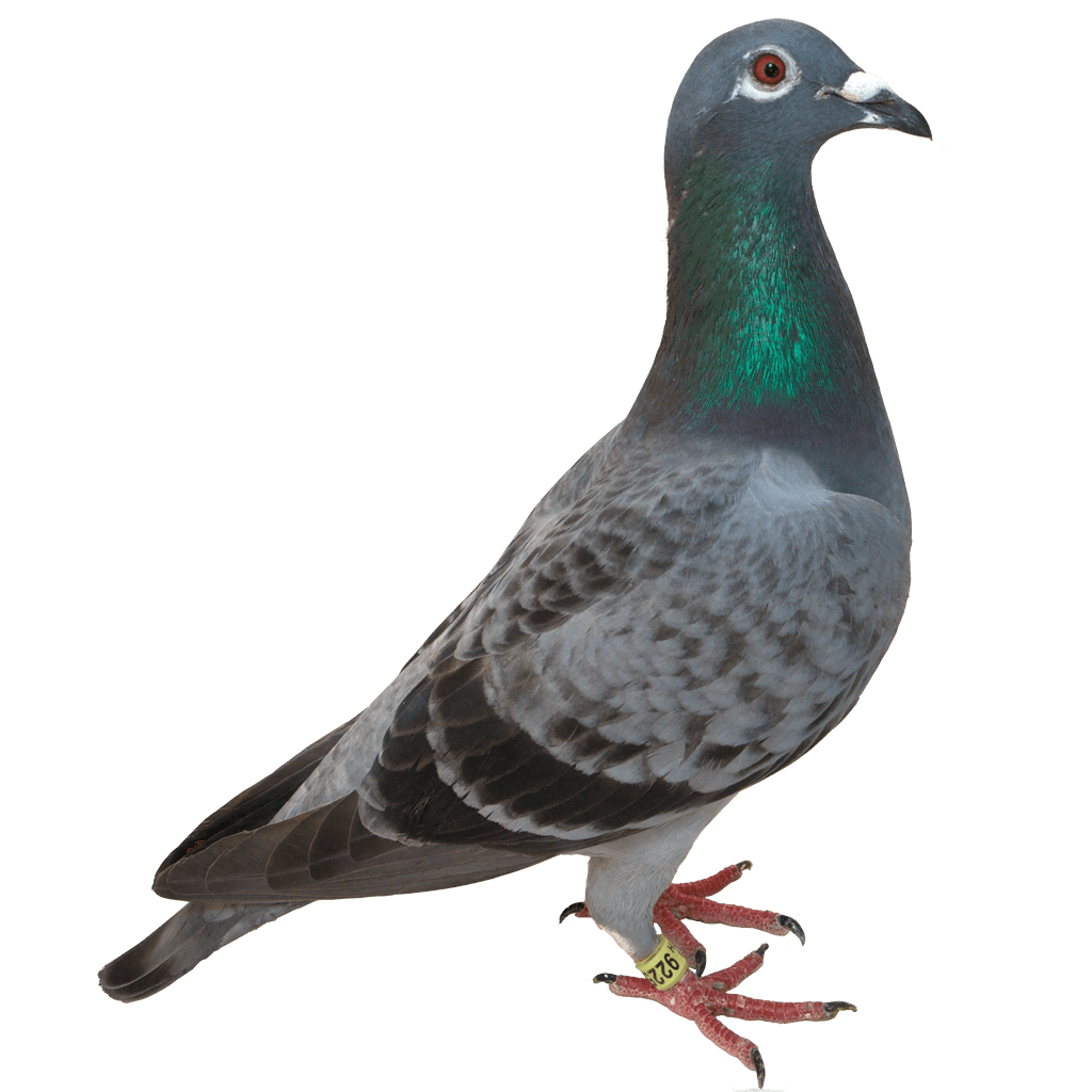 Pigeon Green Head