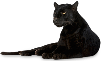 Panther Lying Down