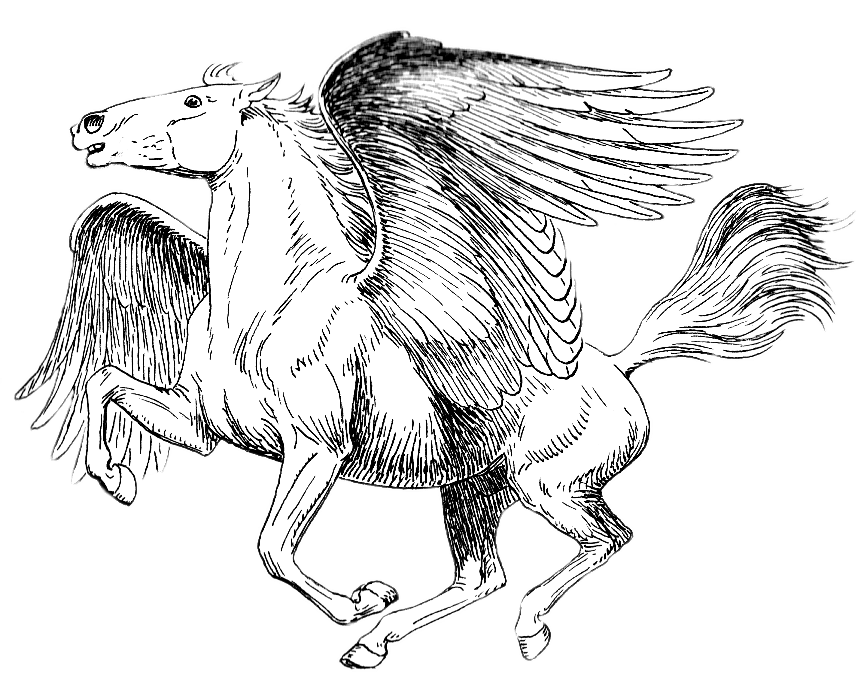 Pegasus Black and White Drawing