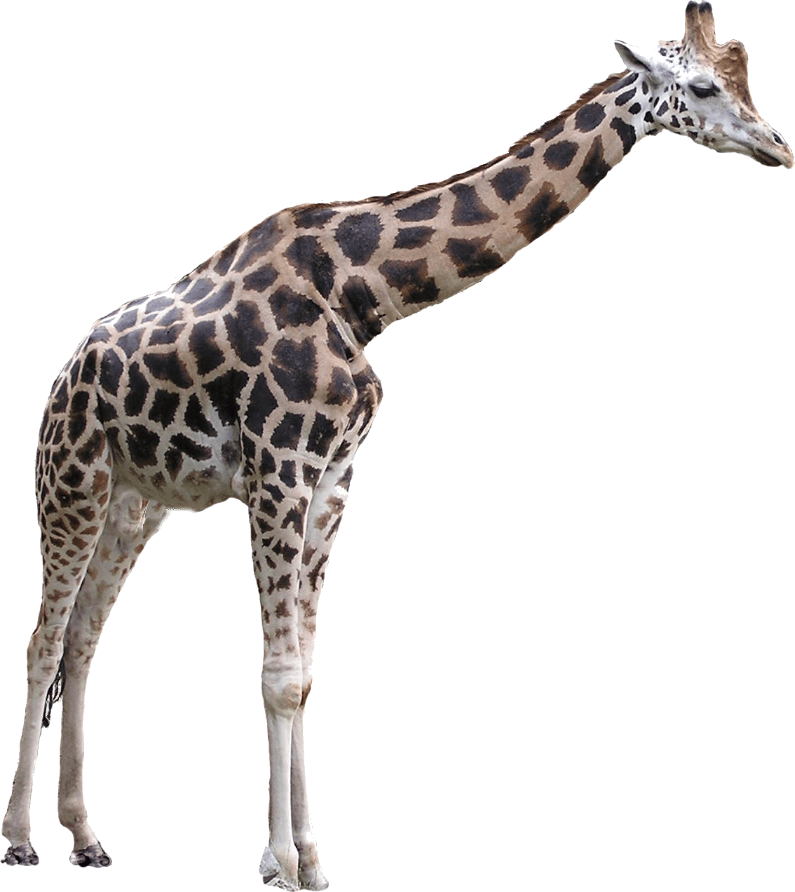 Giraffe Large
