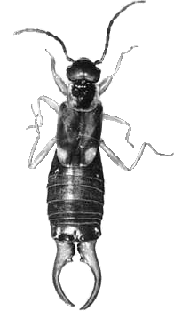 Earwig Black and White