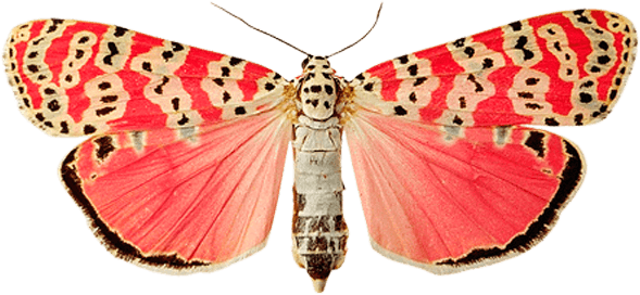 Pink Dots Butterfly